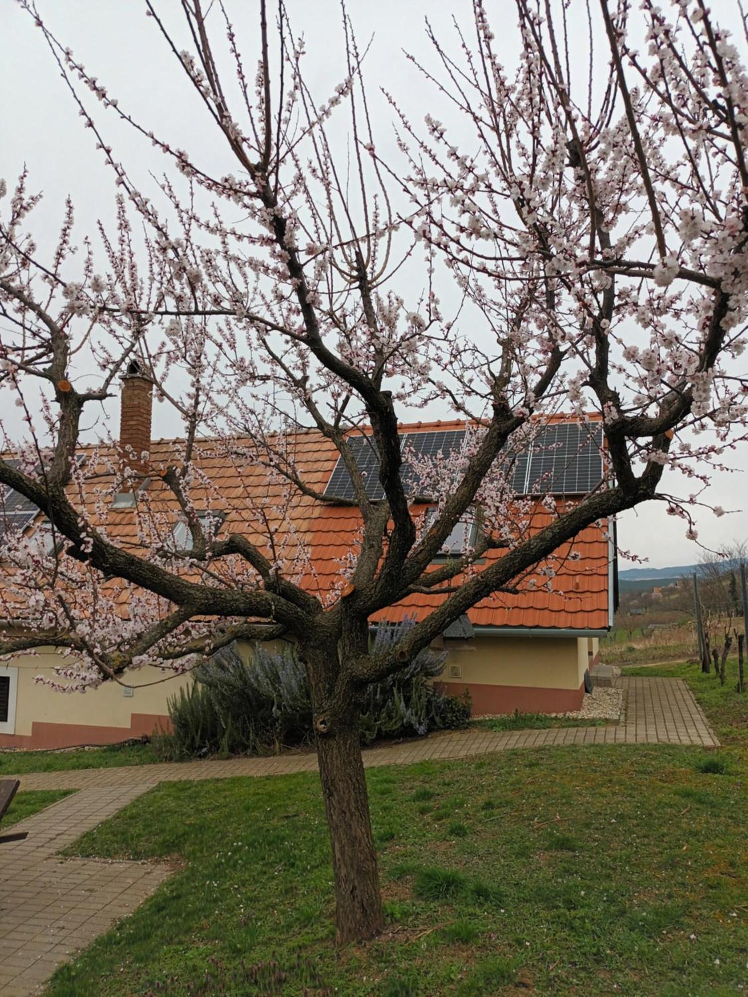 Ferienwohnung Keknefelejcs Vendeghaz Tapolca Exterior foto